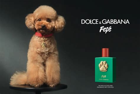 dolce gabbana fefe perfume.